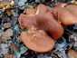 Világító tölcsérgomba (Omphalotus olearius), Őrség
